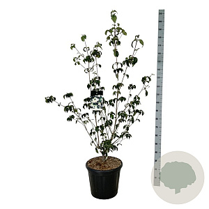 Cornus k. 'Wieting's Select' 125-150 cm 30L extra