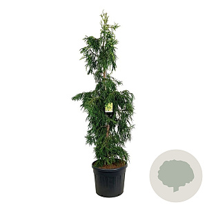Cryptomeria j. 'Kyara Gold' 200-225 cm cont. 55L extra