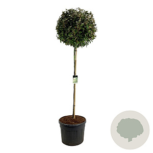 Elaeagnus ebb. 'Compacta' 180 cm stam cont. 130L extra