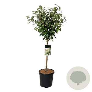 Elaeagnus ebb. 'Compacta' 60 cm stam 15L