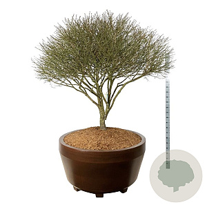 Euonymus alat. 'Compactus' 175-200 cm eigen wortel scherm bronze