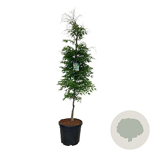 Fagus syl. 'Aspleniifolia' 200-225 cm cont. 55L extra
