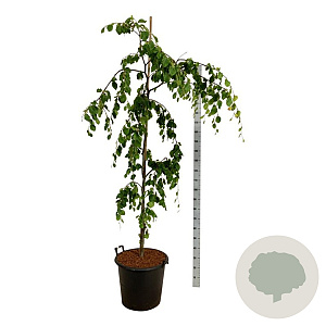 Fagus syl. 'Pendula' 150-175 cm cont. 55L extra