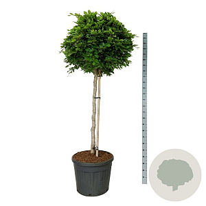 Fagus sylvatica 125 cm stam cont. 90L