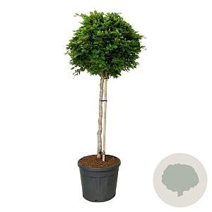 Fagus sylvatica 125 cm stam cont. 90L