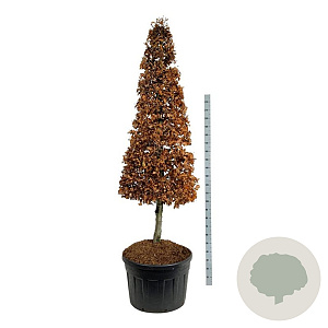 Fagus sylvatica 200-225 cm cont. 180L Pir. op stam