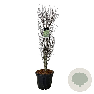 Frangula alnus Fine Line 125-150 cm 30L extra