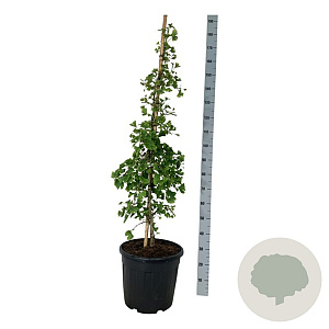 Ginkgo biloba 'China Pendula' 100-125 cm 30L extra