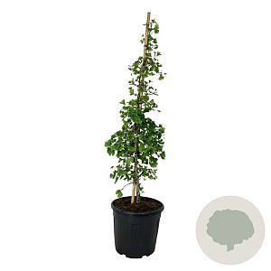 Ginkgo biloba 'China Pendula' 100-125 cm 30L extra