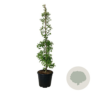Ginkgo biloba 'China Pendula' 150-175 cm 30L extra