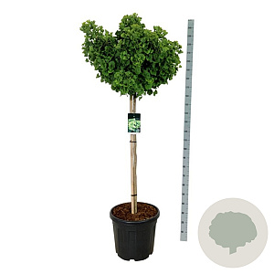 Ginkgo bil. 'Mariken' 120 cm stam cont. 55L extra
