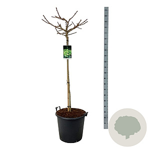Ginkgo bil. 'Mariken' 120 cm stam cont. 55L extra