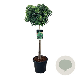 Ginkgo bil. 'Mariken' 80 cm stam 15L