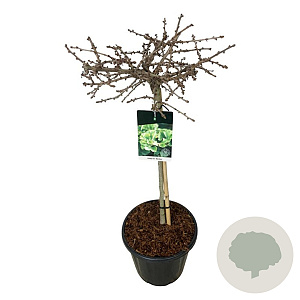 Ginkgo bil. 'Mariken' 80 cm stam 30L