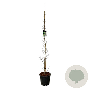 Ginkgo bil. 'Menhir' 175-200 cm 30L extra