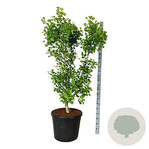 Ginkgo bil. 'Millstone' 175-200 cm cont. 90L extra