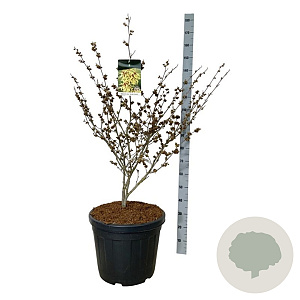 Hamamelis int. 'Arnold Promise' 80-100 cm cont. 55L extra