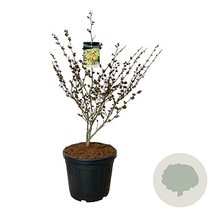 Hamamelis int. 'Arnold Promise' 80-100 cm cont. 55L extra