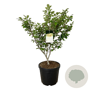 Hamamelis int. 'Arnold Promise' 80-100 cm cont. 55L extra