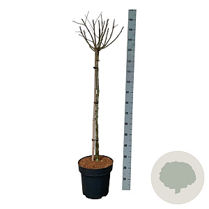 Hibiscus syr. 'Hamabo' 90 cm stam 15L