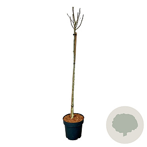 Hibiscus syr. 'Marina' 120 cm stam 15L