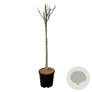 Hibiscus syr. 'Woodbridge' 90 cm stam 15L