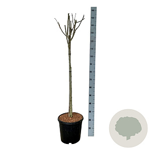 Hibiscus syr. 'Woodbridge' 90 cm stam 15L