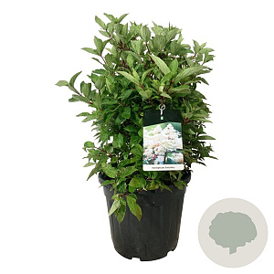 Hydrangea pan. Early Harry 50-60 cm 30L