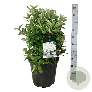 Hydrangea pan. Early Harry 50-60 cm 30L