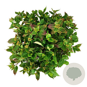 Hydrangea s. Magic Pillow 40-50 cm 14L