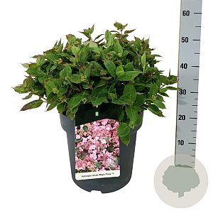 Hydrangea s. Magic Pillow 40-50 cm 14L