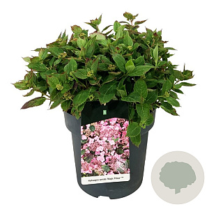 Hydrangea s. Magic Pillow 40-50 cm 14L