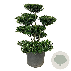 Ilex crenata 'Blondie' 80-100 cm cont. 55L bonsai