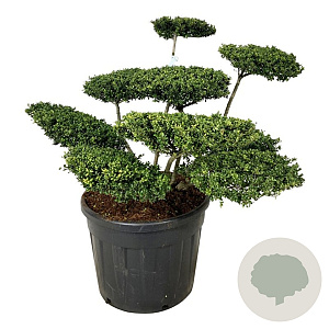 Ilex crenata 'Convexa' 60-80 cm cont. 90L bonsai
