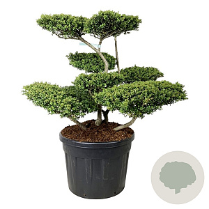 Ilex crenata 'Convexa' 80-100 cm cont. 110L bonsai