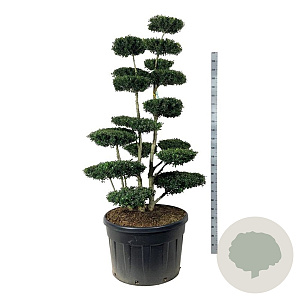 Ilex crenata 'Green Hedge' 175-200 cm cont. 230L bonsai