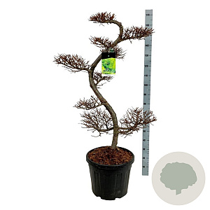 Larix kaempferi 125 cm cont. 55L bonsai