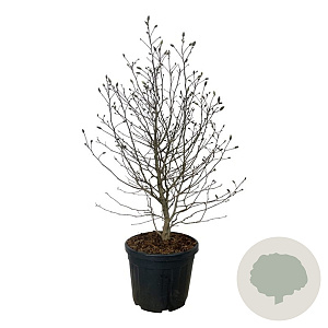 Magnolia loebneri 'Mag's Pirouette' 125-150 cm cont. 55L extra
