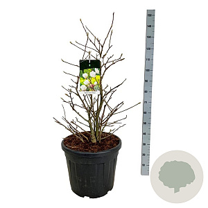 Magnolia loebneri 'Wildcat' 100-125 cm cont. 55L extra