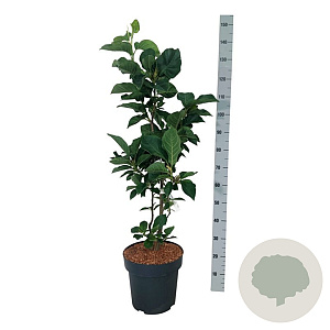 Magnolia soul. 'Cameo' 80-100 cm 15L