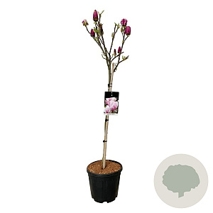 Magnolia soul. 'Cameo' 80 cm stam 15L