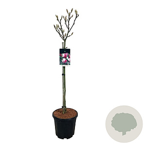 Magnolia soul. 'Satisfaction' 80 cm stam 15L