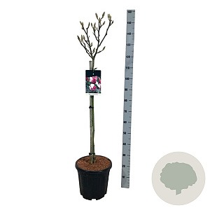 Magnolia soul. 'Satisfaction' 80 cm stam 15L