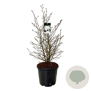 Magnolia stellata 100-125 cm cont. 55L extra