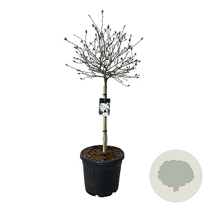Magnolia stellata 90 cm stam cont. 55L extra