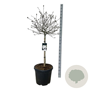 Magnolia stellata 90 cm stam cont. 55L extra