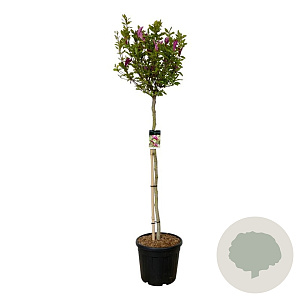 Magnolia 'Susan' 150 cm stam cont. 55L