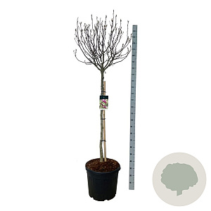 Magnolia 'Susan' 150 cm stam cont. 55L
