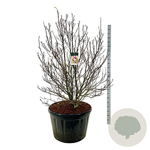 Magnolia 'Susan' 175-200 cm cont. 230L solitair