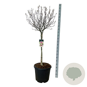 Magnolia 'Susan' 90 cm stam cont. 55L extra